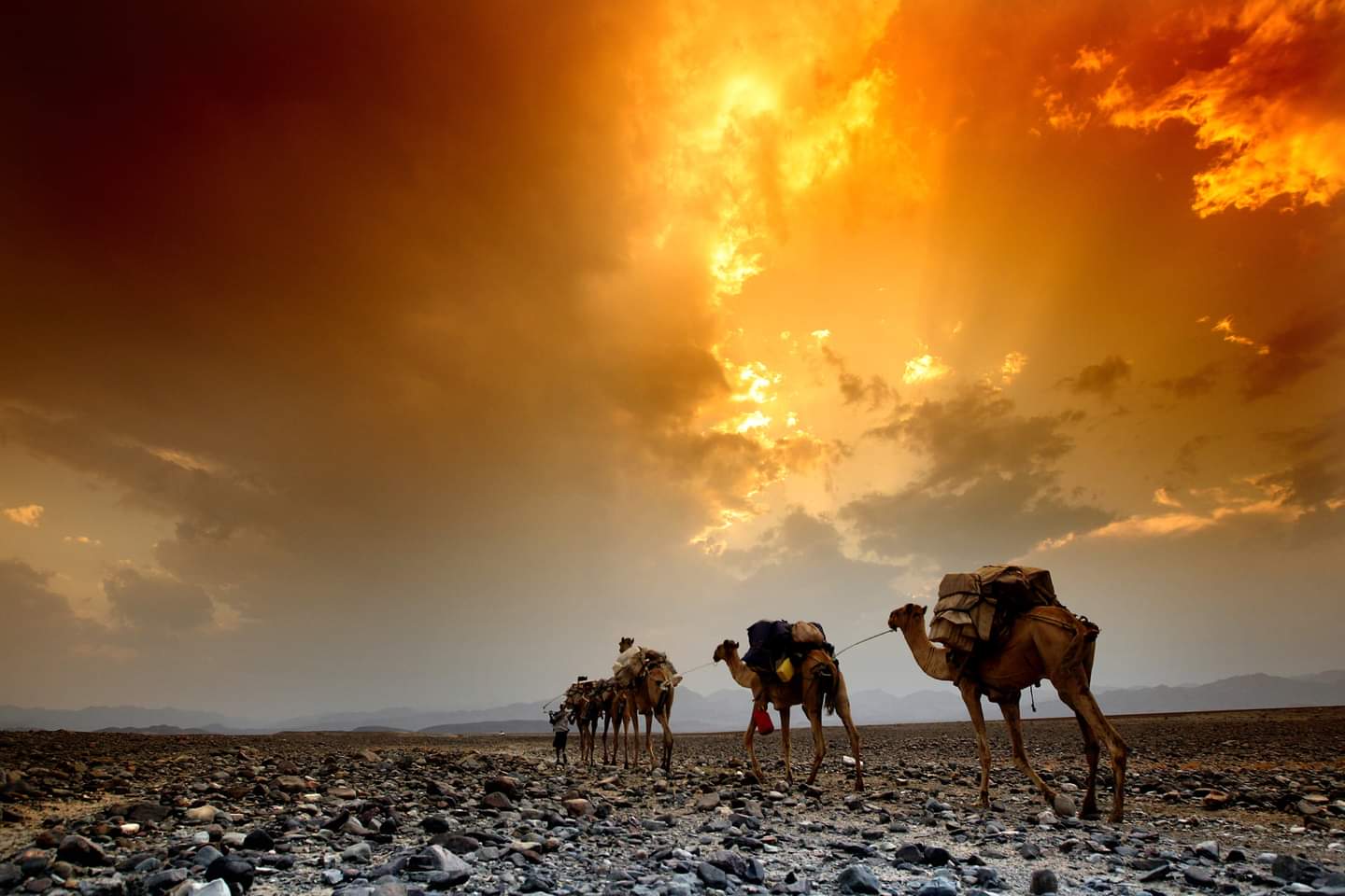 Afar camel caravan crossing the salt flats