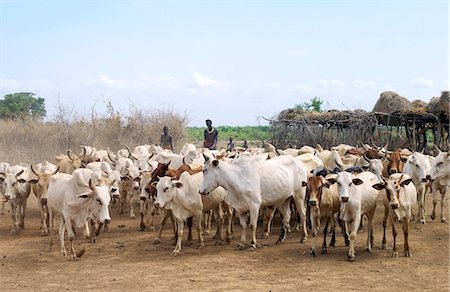 Dassanech with cattle