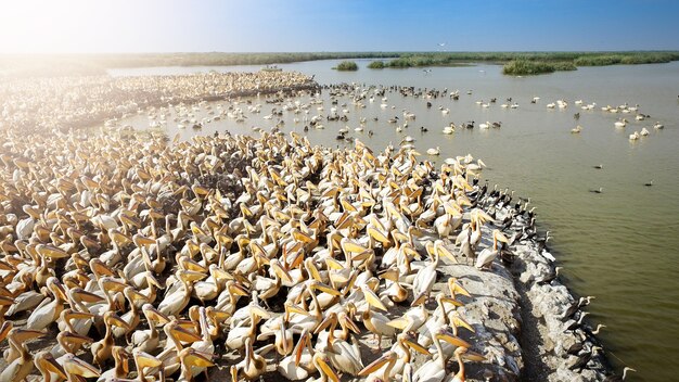 Pelicans on Lake Tana