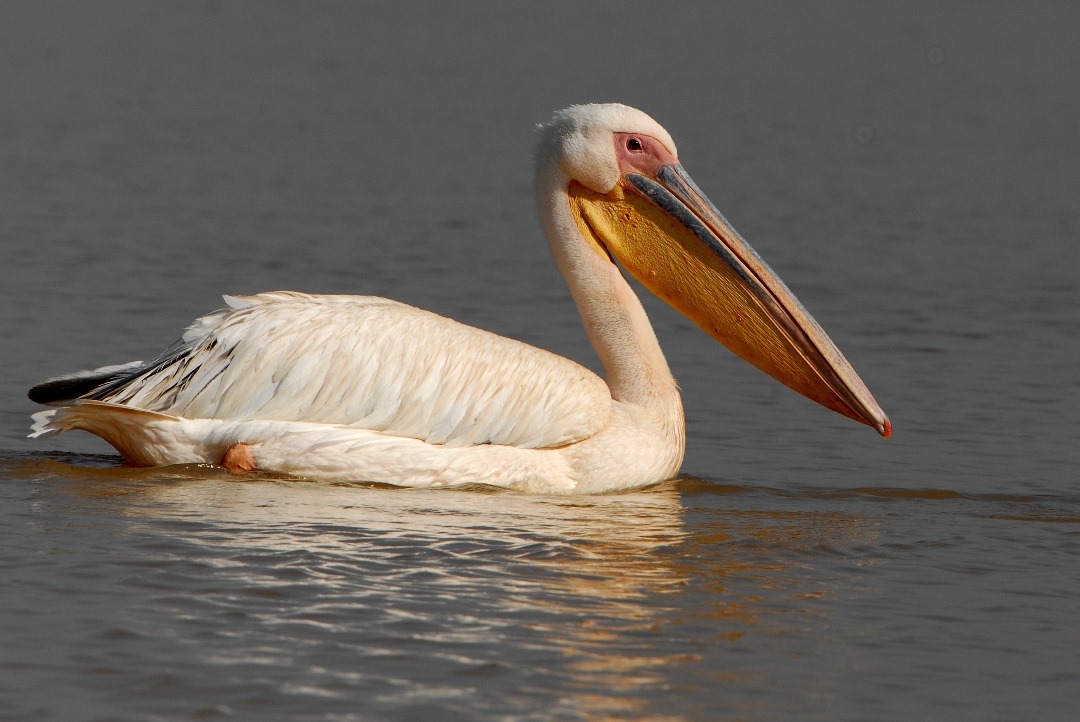 Rift Valley Lakes