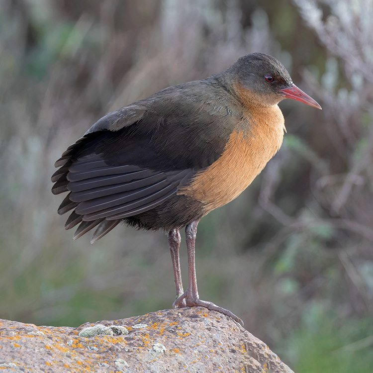 Rouget's Rail