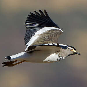 Spot-breasted Plover