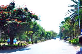 Palm-lined street in Bahir Dar