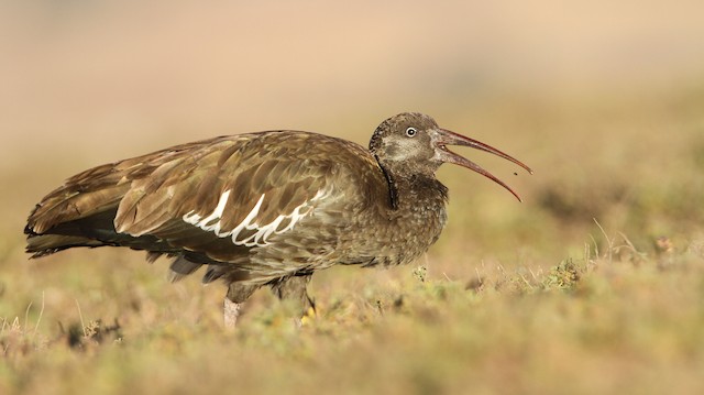 Wattled Ibis