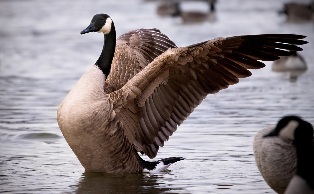 Blue-winged Goose