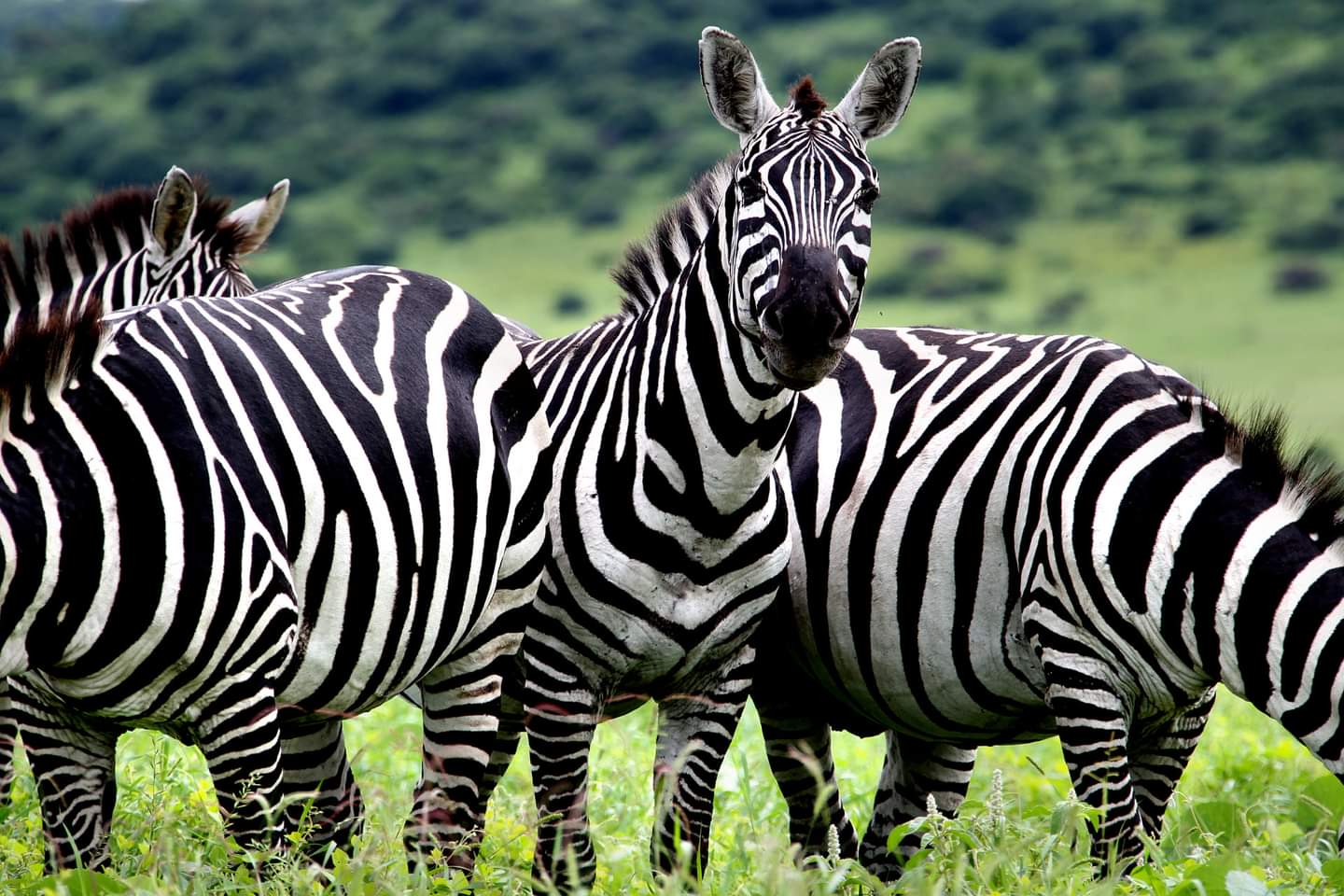 Plains zebras grazing in Nechisar National Park